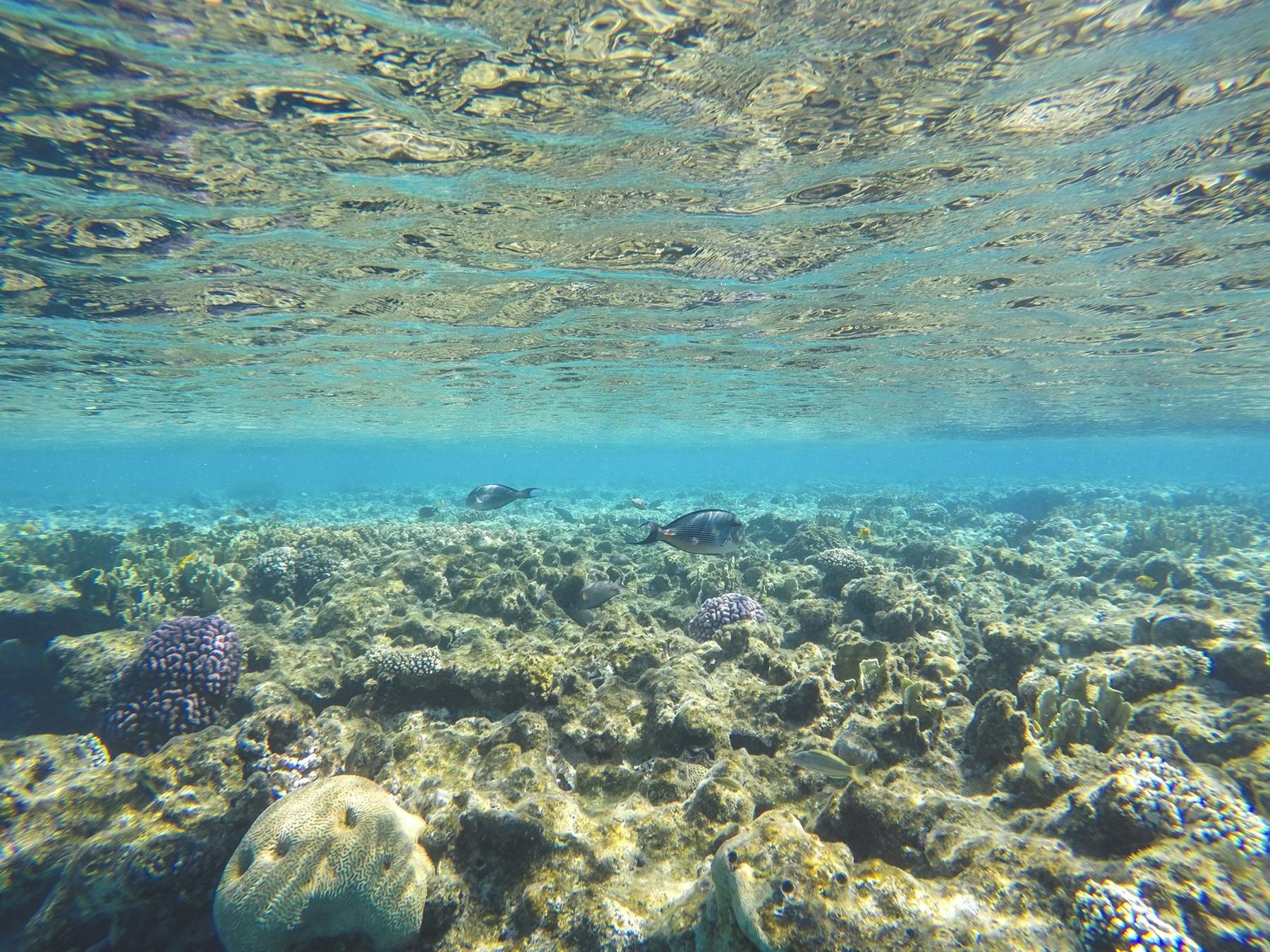 Coral reef beneath clear water in the Red Sea